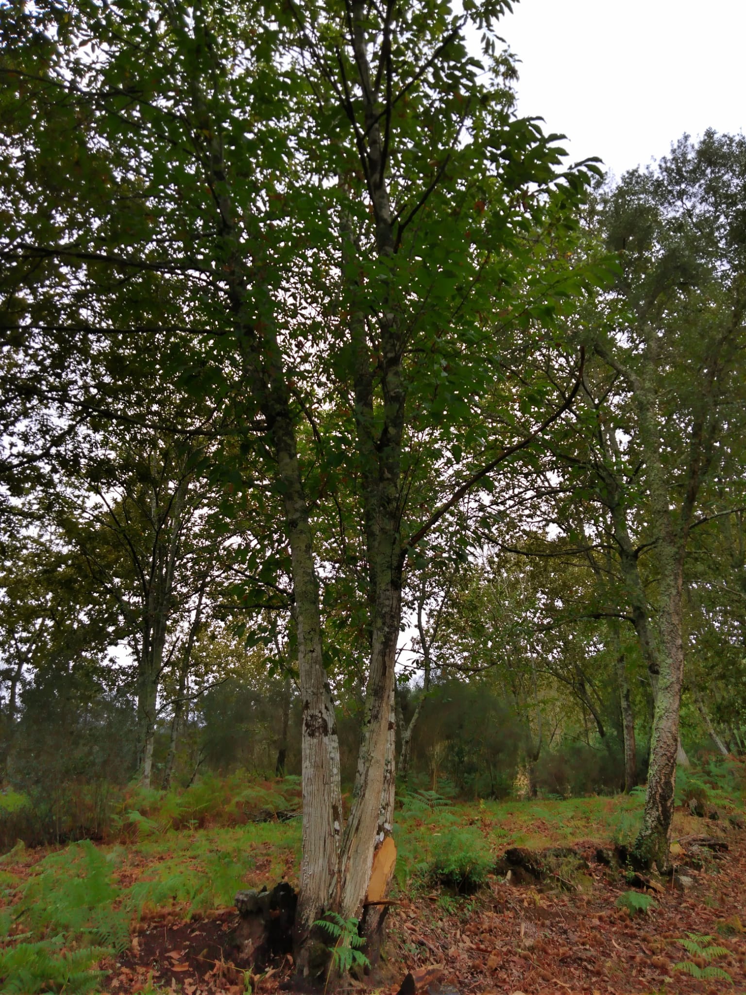 Castanheiros na floresta
